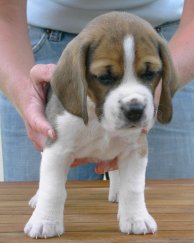 Beagle Andy